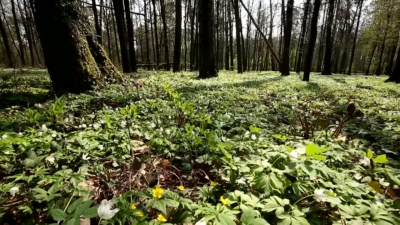 The Life of the Forest