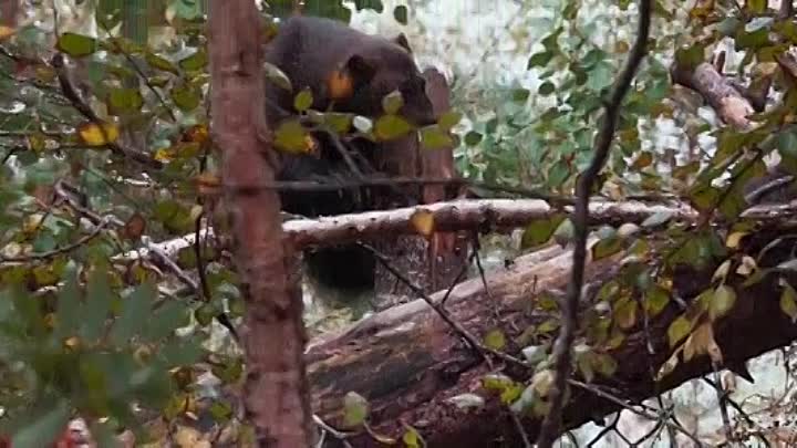 A Reindeers Journey 2019 V2 BDRip XviD AC3-EVO