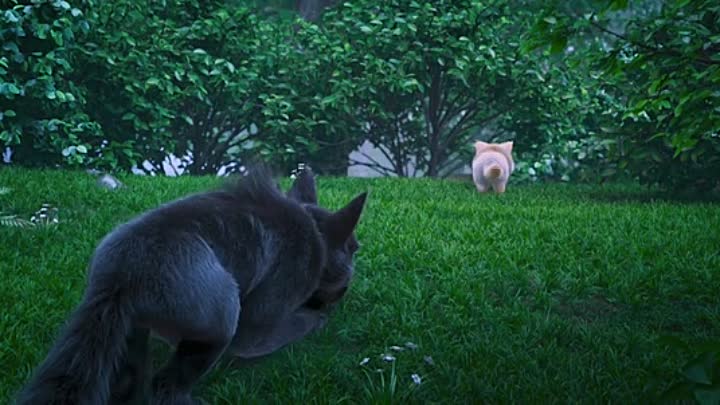 ⁣Cats and Peachtopia 2019 BRRip XviD AC3-EVO