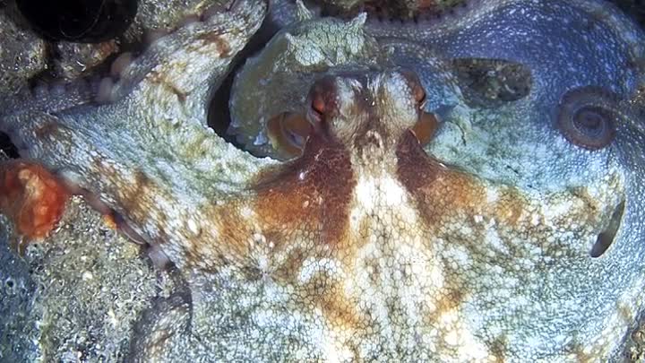 ⁣Fish School 2 2019 HDRip XviD AC3-EVO