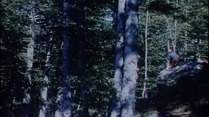 Brigitte Bardot - 1955 - Le Fils de Caroline Cherie FRENCH WEBRip x264-DanielBernard