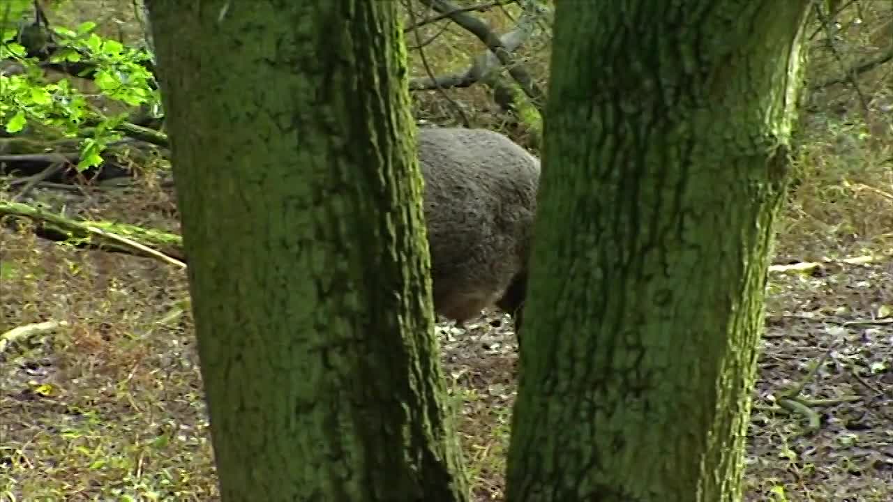 Cracking Crime - A Journey through Criminology and Forensics