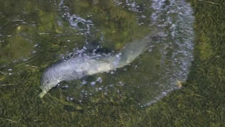 Diving With Dolphins 2020 FRENCH HDRip XviD-EXTREME