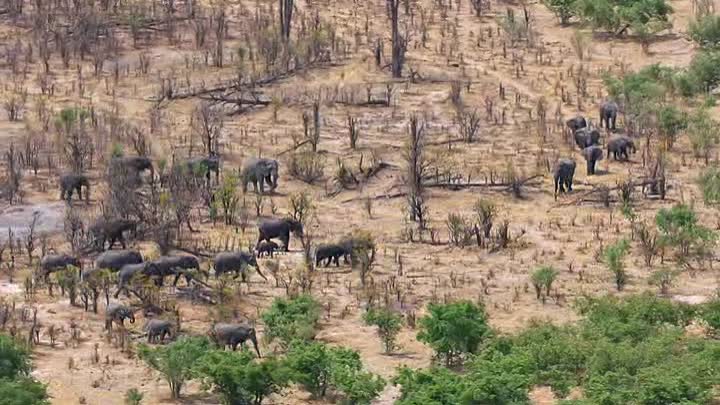 Elephant 2020 DOC FRENCH HDRip XviD-EXTREME