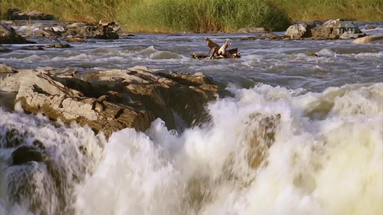 Duma Mein Freund aus der Wildnis 2005 German 720p HDTV x264-NORETAiL