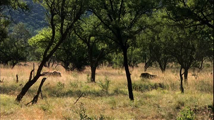 Der weisse Löwe 2010 German AC3 BDRip XviD-GRC