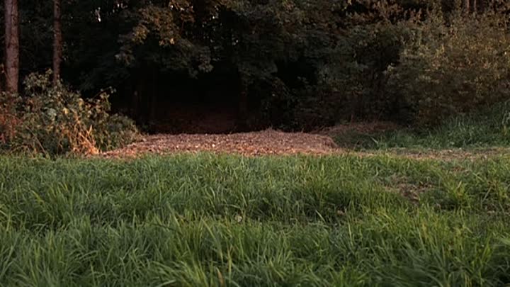 Walt Disneys Air Buddies Die Welpen Sind Los German 2006 DVDRiP XviD-TRasHCaN