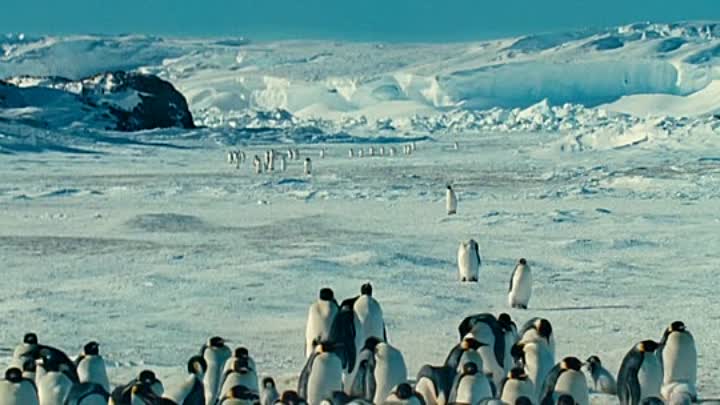 La Marche de l Empereur 2004 FRENCH DVDRip XviD