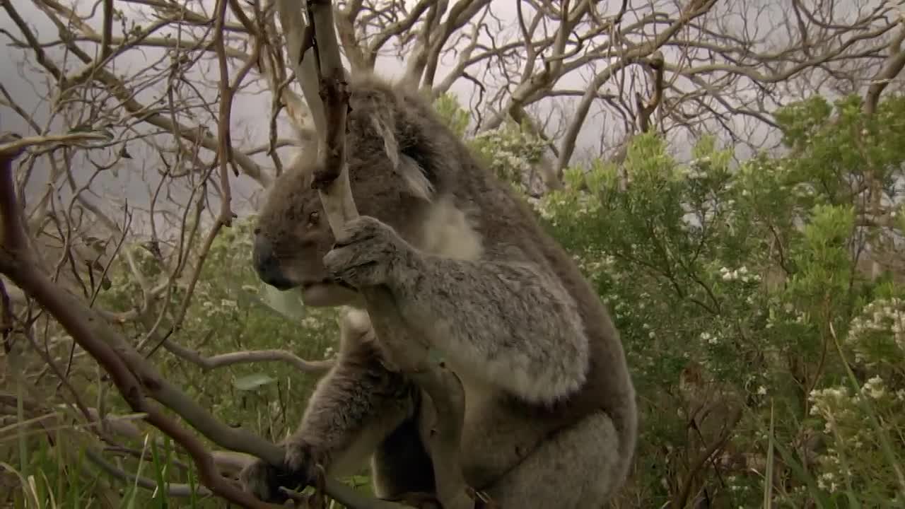 Wild Workers -Nature’s Unseen Engineers
