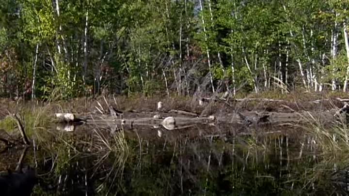 Les Aventures De Meche Blanche - La Riviere Aux Castors French Dvdrip XviD