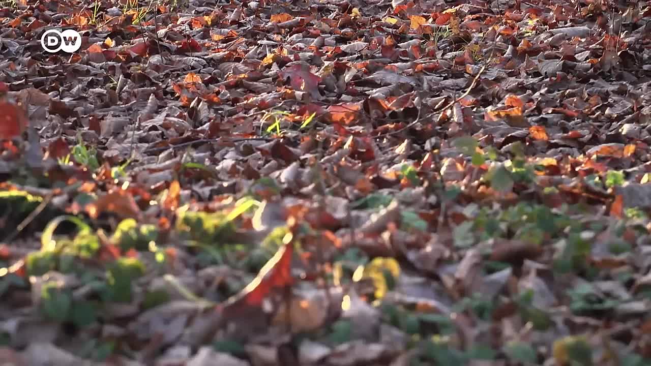 Meeting death on our own terms _ DW Documentary