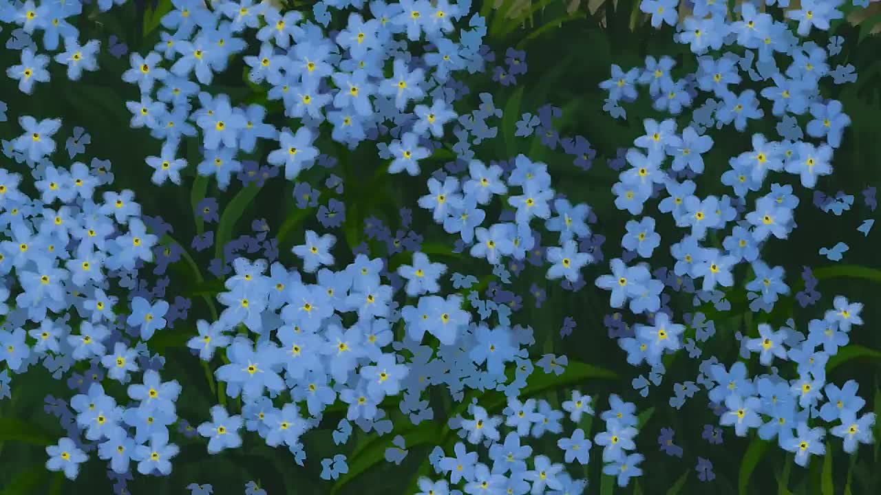 Forget Me Not -2023
