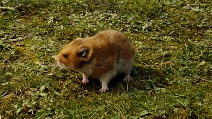 ⁣Carnage 2011 LIMITED BDRip XviD-SPARKS