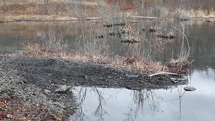 Noahs Shark 2021 HDRip XviD AC3-EVO