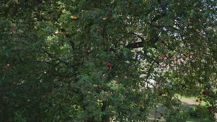 ⁣Pieces of a Woman 2020 HDRip XviD AC3-EVO