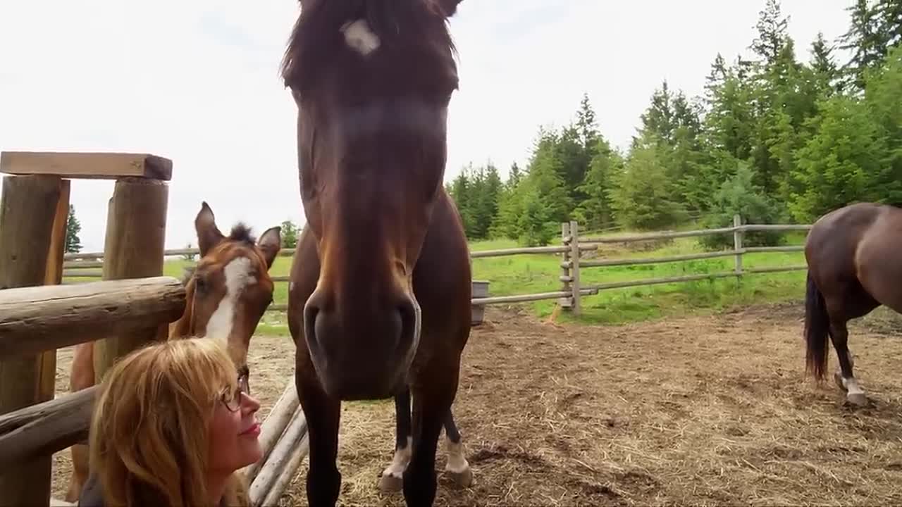 Herd -A Spiritual Journey