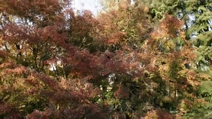 The 9th Life of Louis Drax 2016 BRRip XviD AC3-EVO