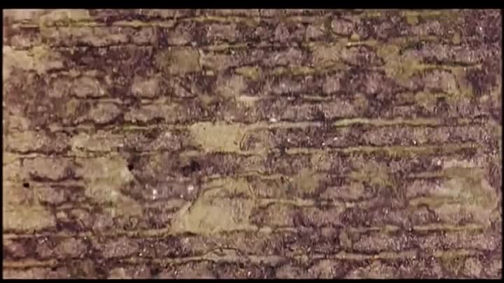 The Secret Life of Isaac Newton