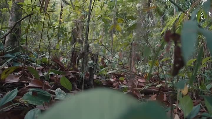 Roadrunner A Film About Anthony Bourdain 2021 HDRip XviD AC3-EVO