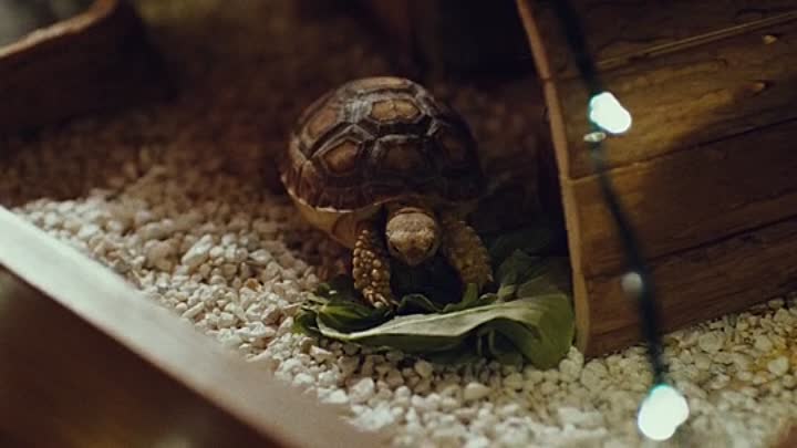 Starfish 2019 HDRip XviD AC3-EVO