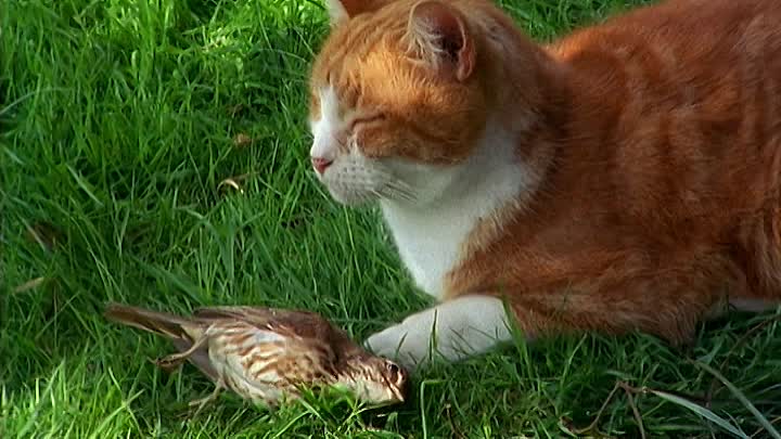 At Home With The Braithwaites S02E01