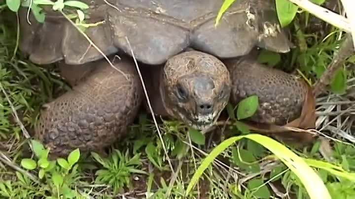 Take Me To Pitcairn  Full Documentary