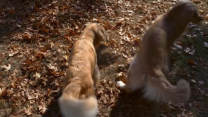 5 Toutous Prets A Tout FRENCH DVDRip XviD