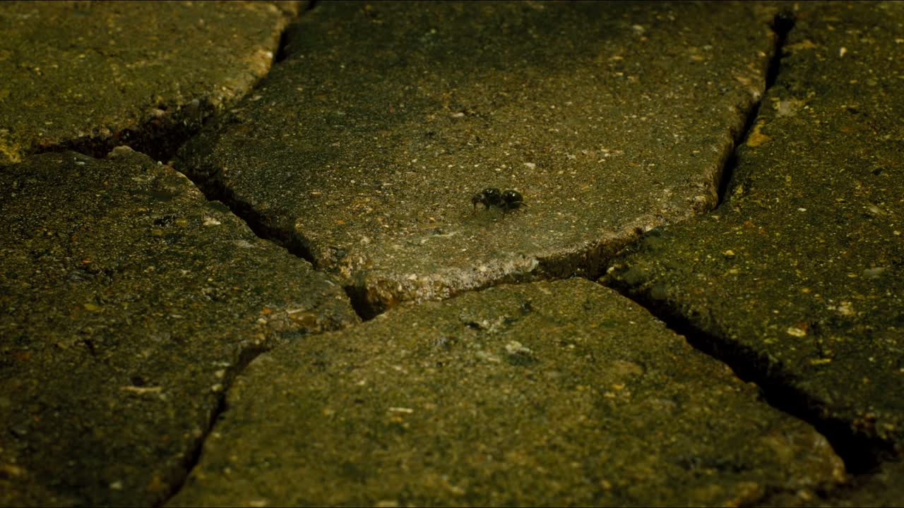 Antboy 2014 DANISH HC ENG SUBS 1080p BDRip AC3