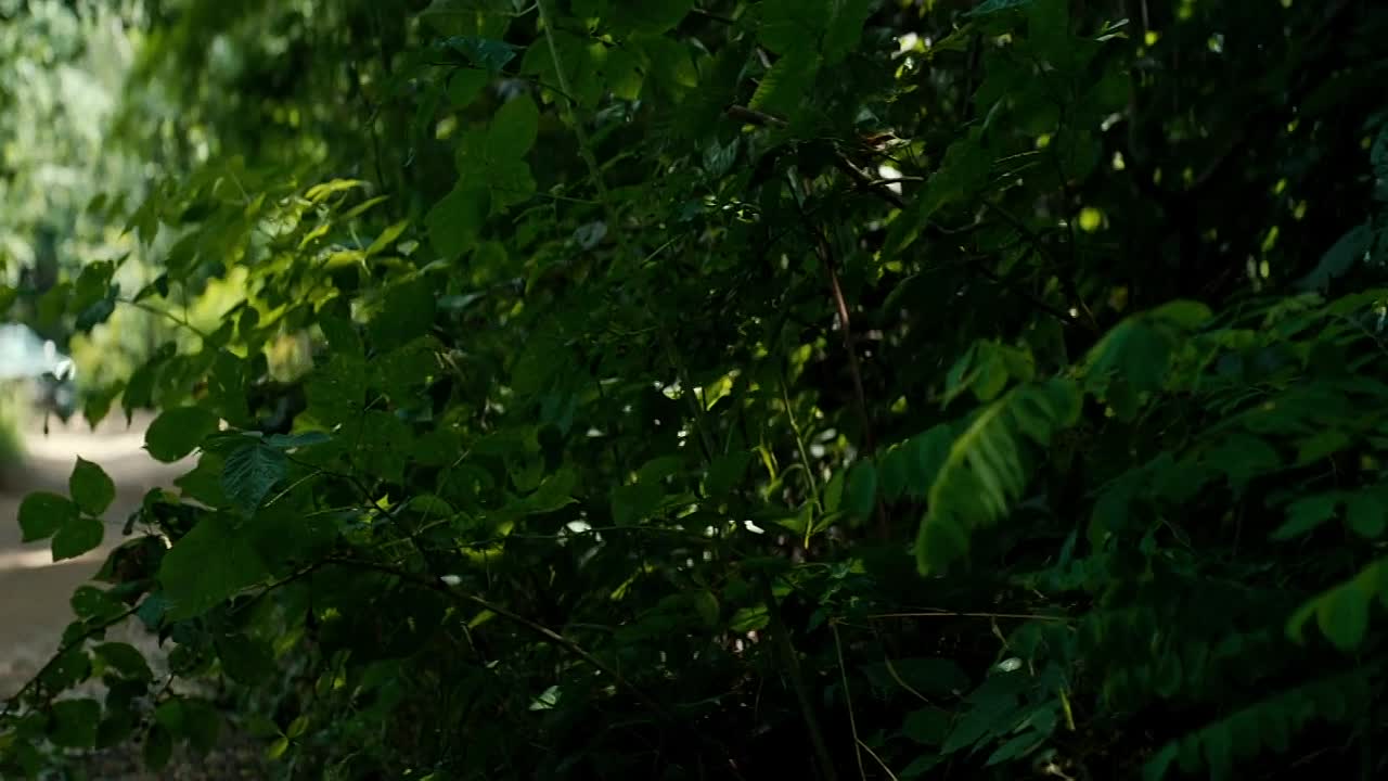 Complotul Bonelor 2024 ROMANIAN HC ENG SUBS 1080p WEBRip x264 AAC-