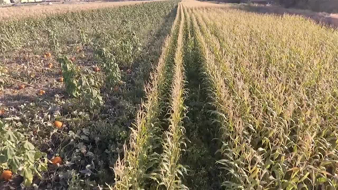 Pocahontas - The Woman Behind the Legend