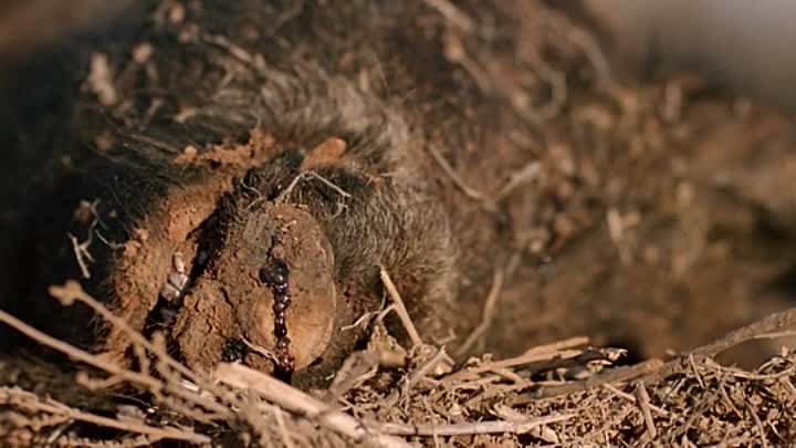 Locusts 2019 HDRip XviD AC3-EVO