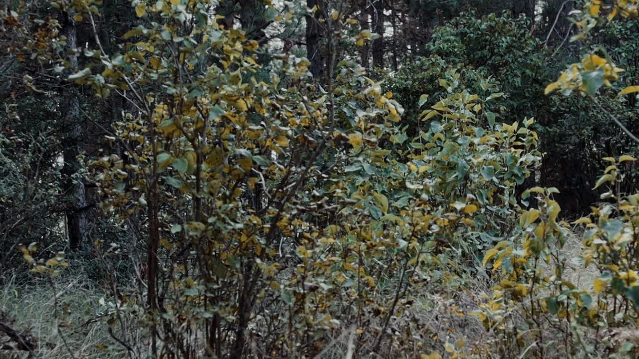 Murder Company 2024 1080p WEBRip x264 AAC5 1-