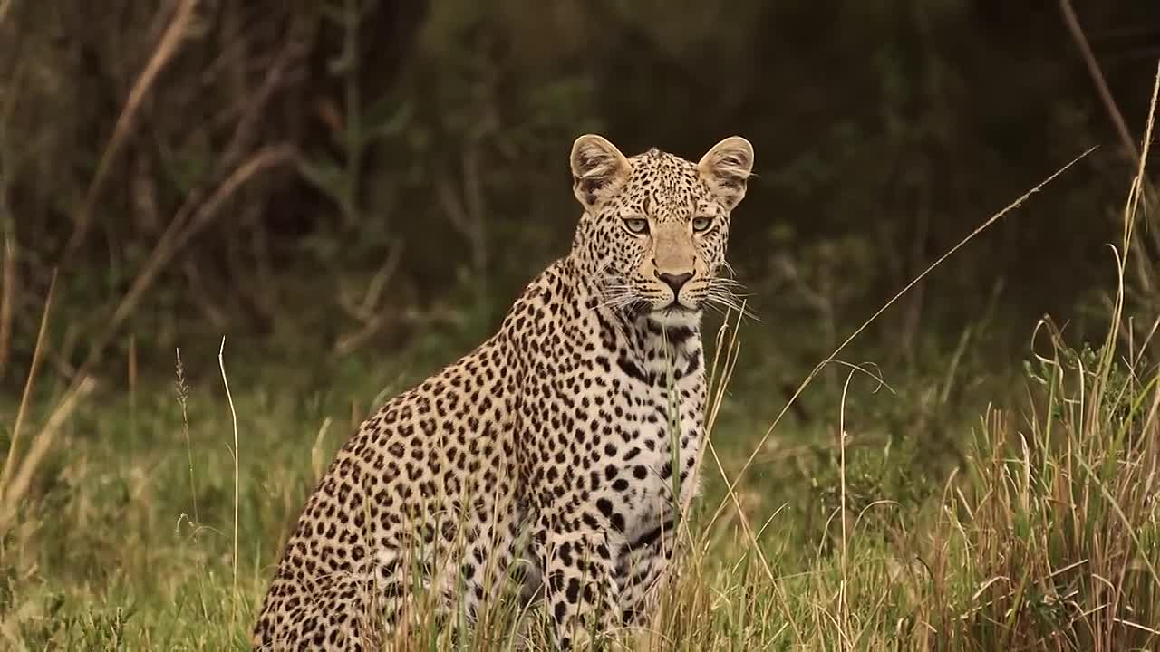Mobutu Sese Seko - Congo's Infamous Despot