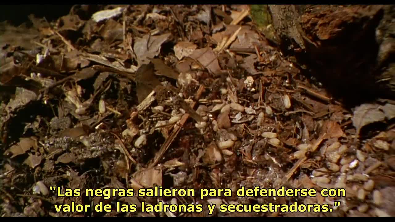 Angels & Insects (1995)