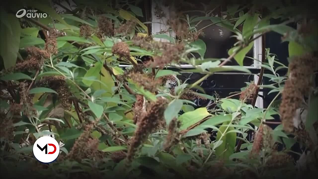 ⁣CRIME _ La mystérieuse américaine