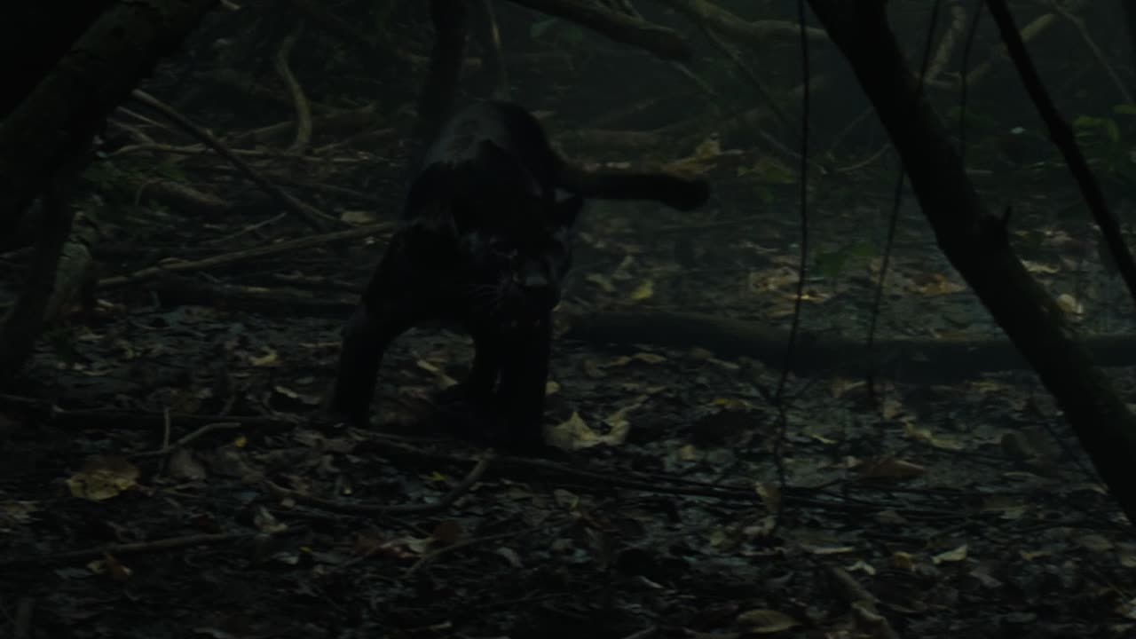 The Lost City Of Z 2016 1080p BluRay x264-[YTS AG]