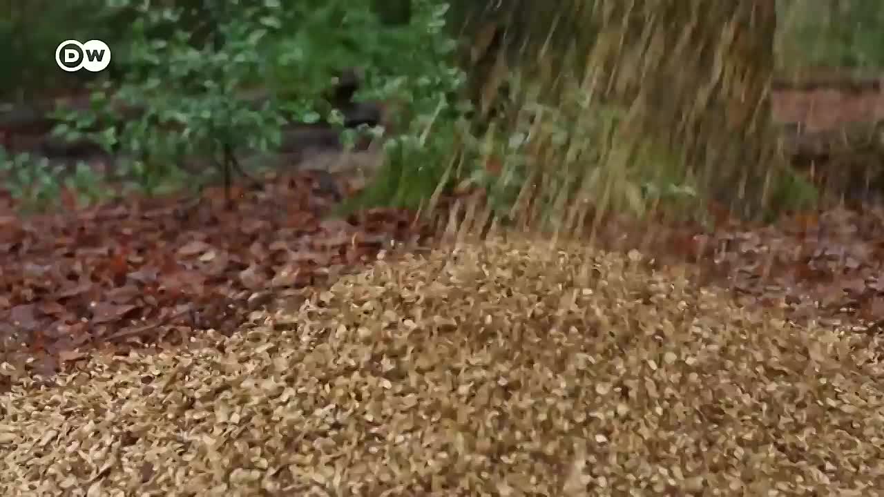 Isolation and dementia -Why we should protect our Ears