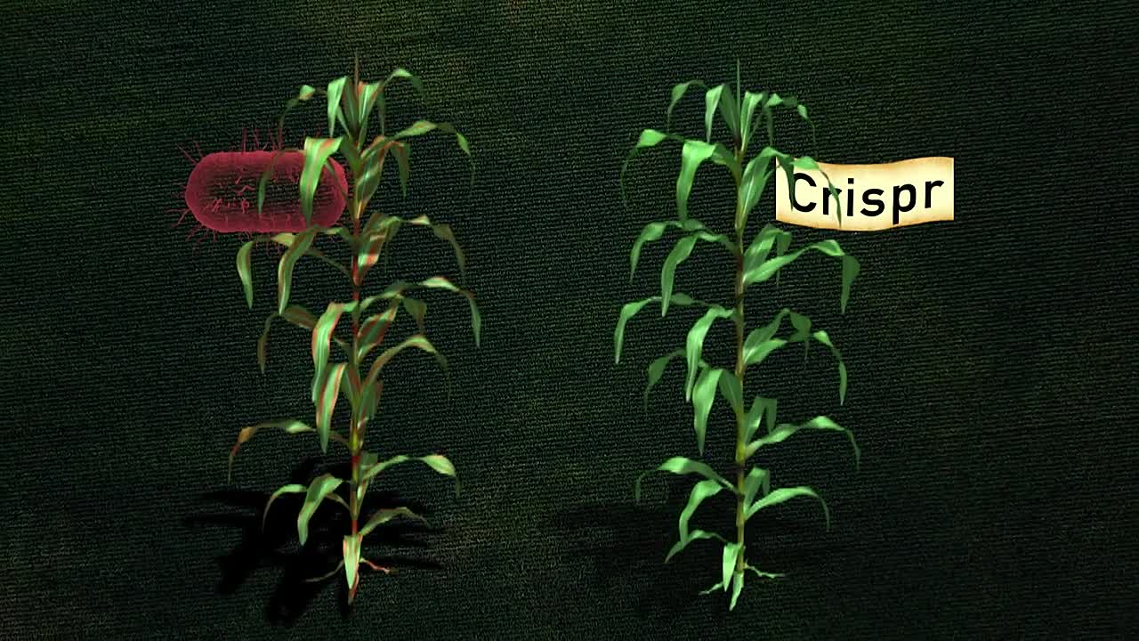 ⁣The CRISPR Revolution -Hacking the Genetic Code