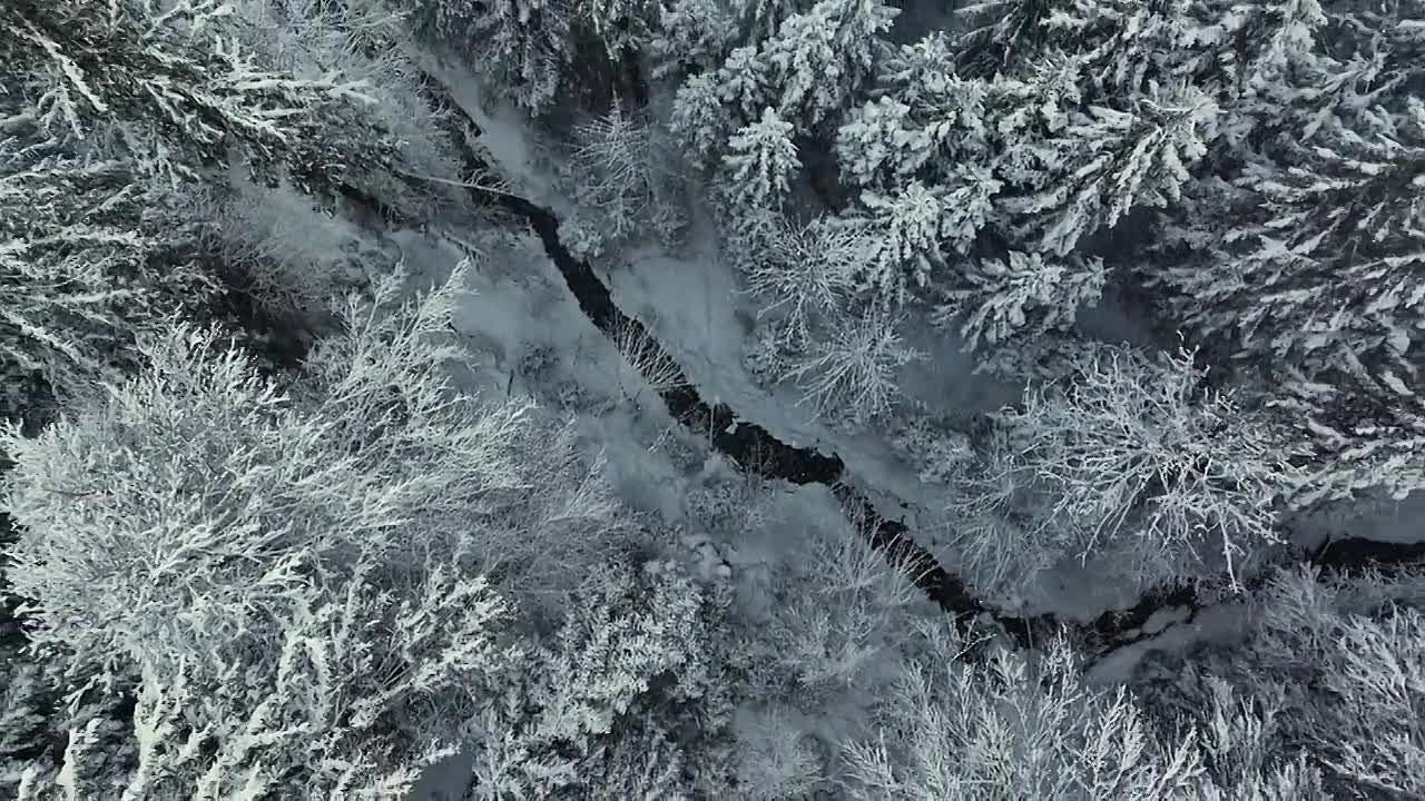 Van Buren, Founder of the Democrats