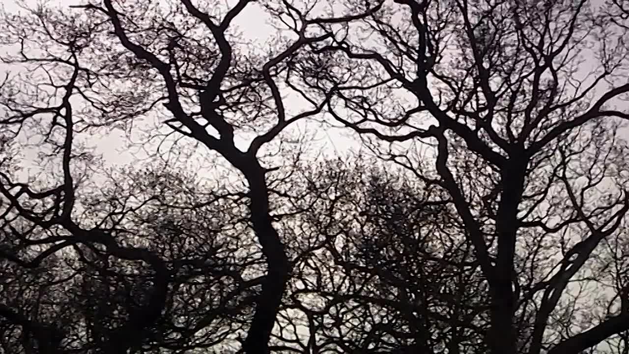 Medieval Masterchef -Cooking Medieval Food From England's Oldest Cookbook