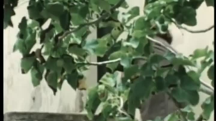 Rappaccini's Daughter (1983)