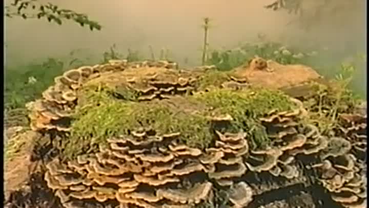 ⁣Legends of The Isles  -Fairies and Leprechauns