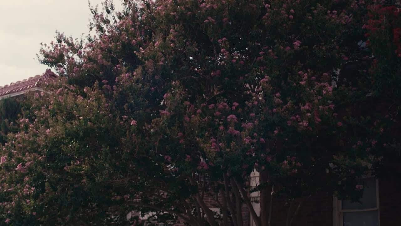 The Actor 2024 1080p WEBRip x264 AAC5 1-