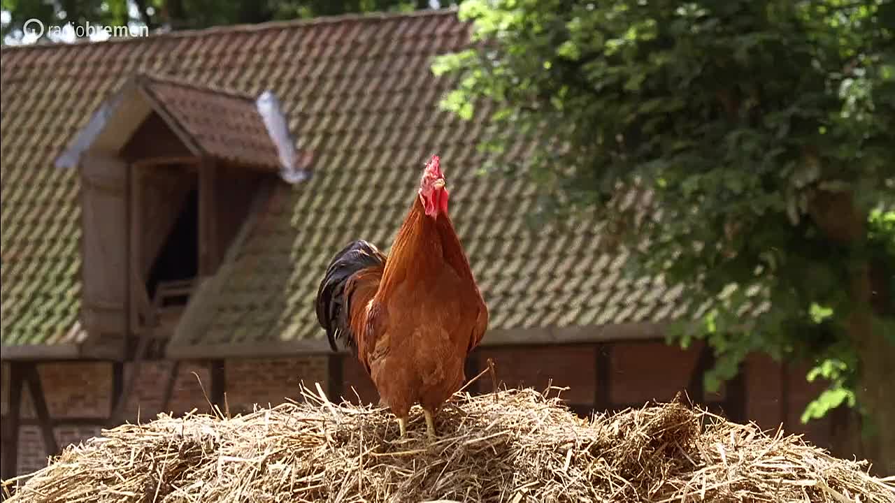 Die Bremer Stadtmusikanten 2021 GERMAN 720p WEBRip x264