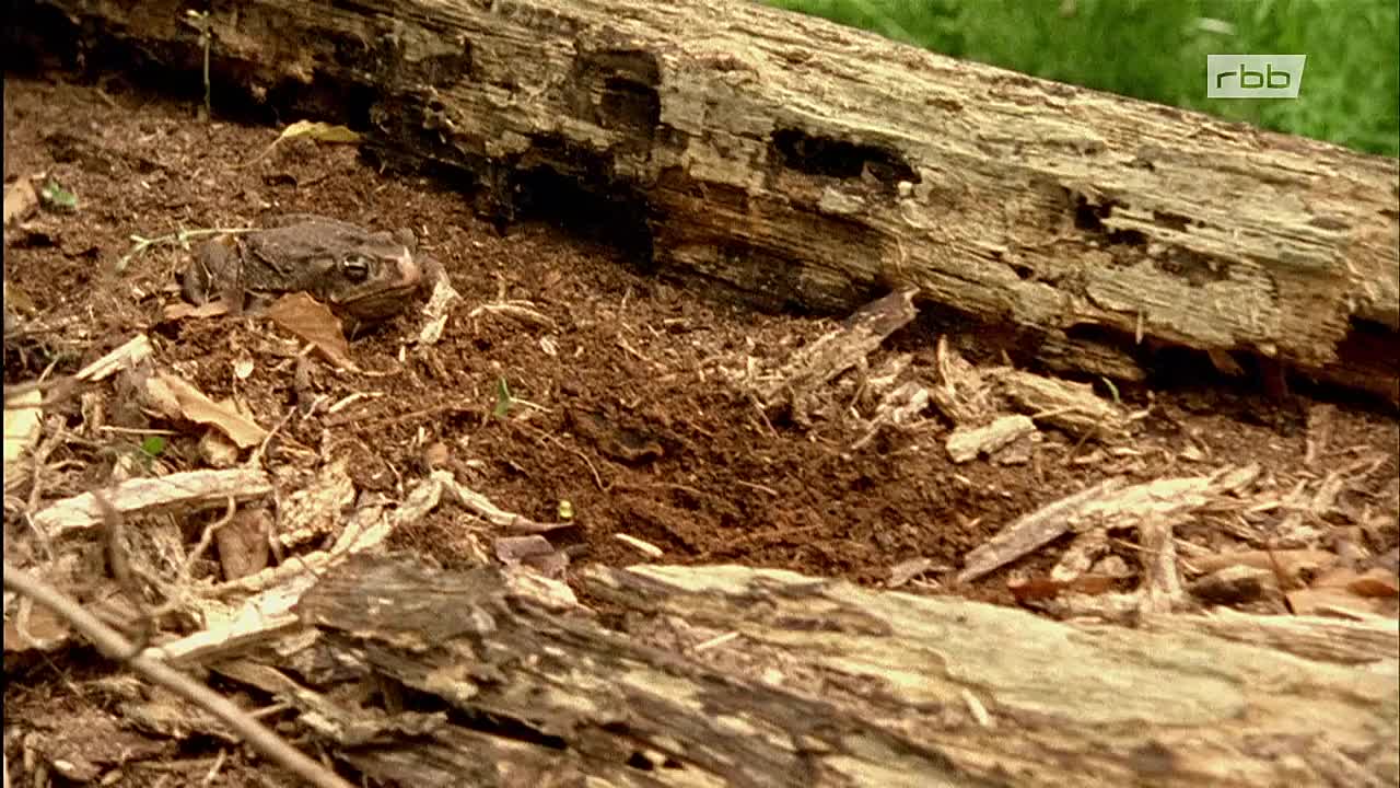 ⁣Die Prinzessin auf der Erbse 2021 GERMAN 720p WEBRip x264