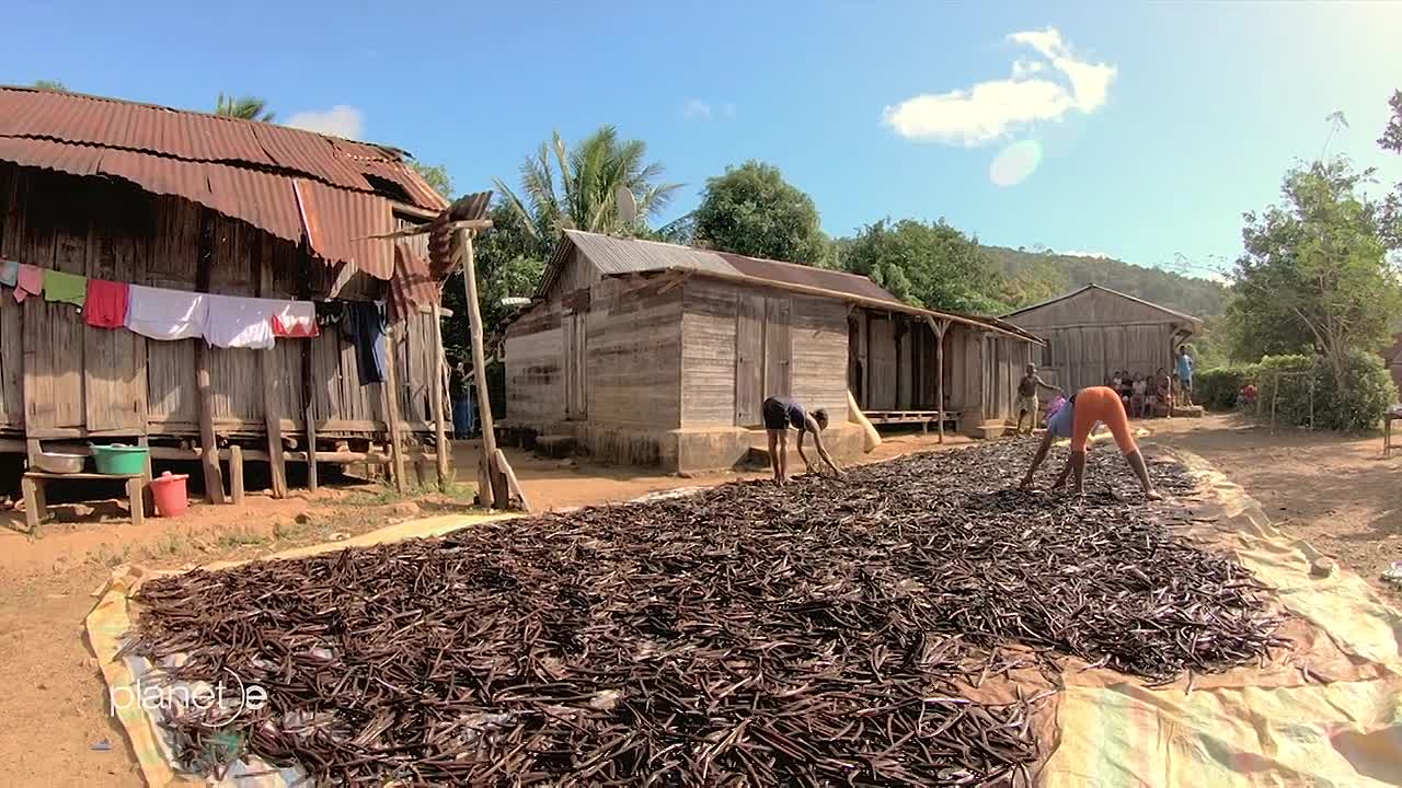 The Dark Side of Vanilla -The Fight for Madagascars Brown Gold