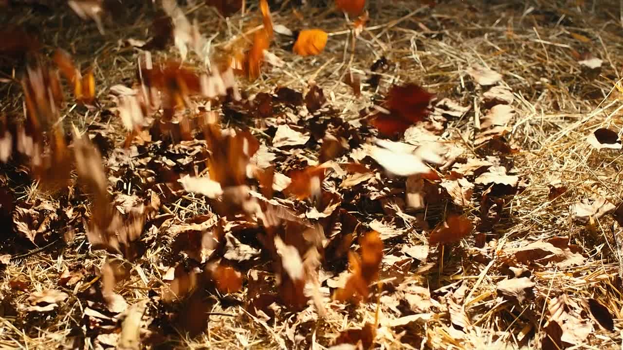 Chantal Im Märchenland 2024 GERMAN 1080p BluRay x264 AAC5 1-