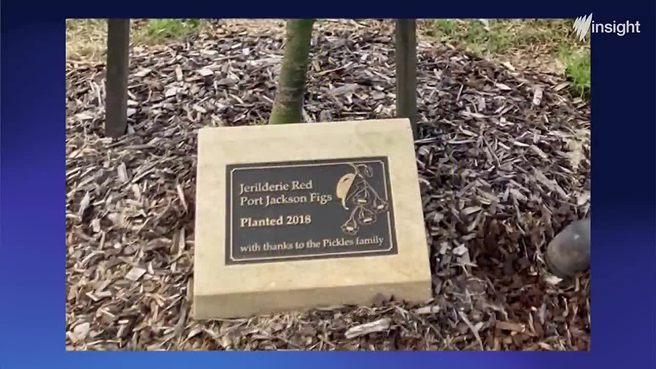 My Dad had a House and Kids at My Age -SBS Insight