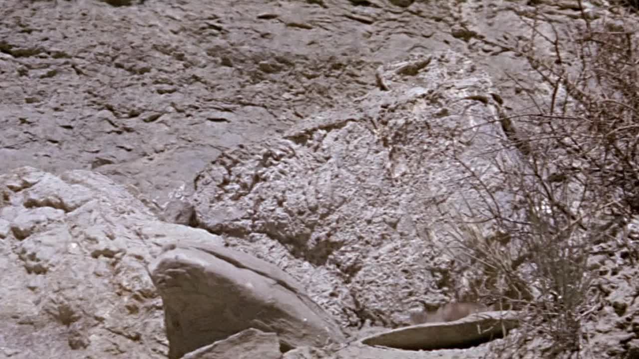 Shalako 1968 1080p BluRay x264-[YTS AM]