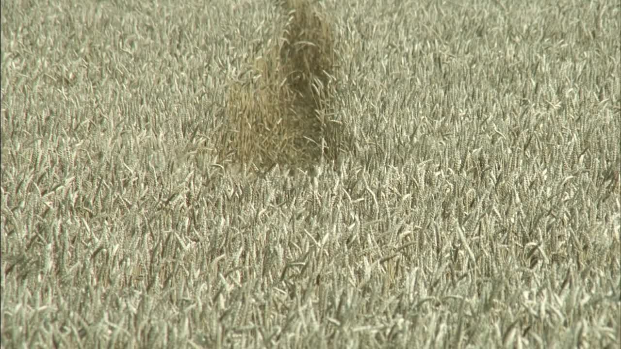 ⁣La 7eme Compagnie Au Clair De Lune 1977 INTERNAL FRENCH 1080p BluRay x264 AAC-